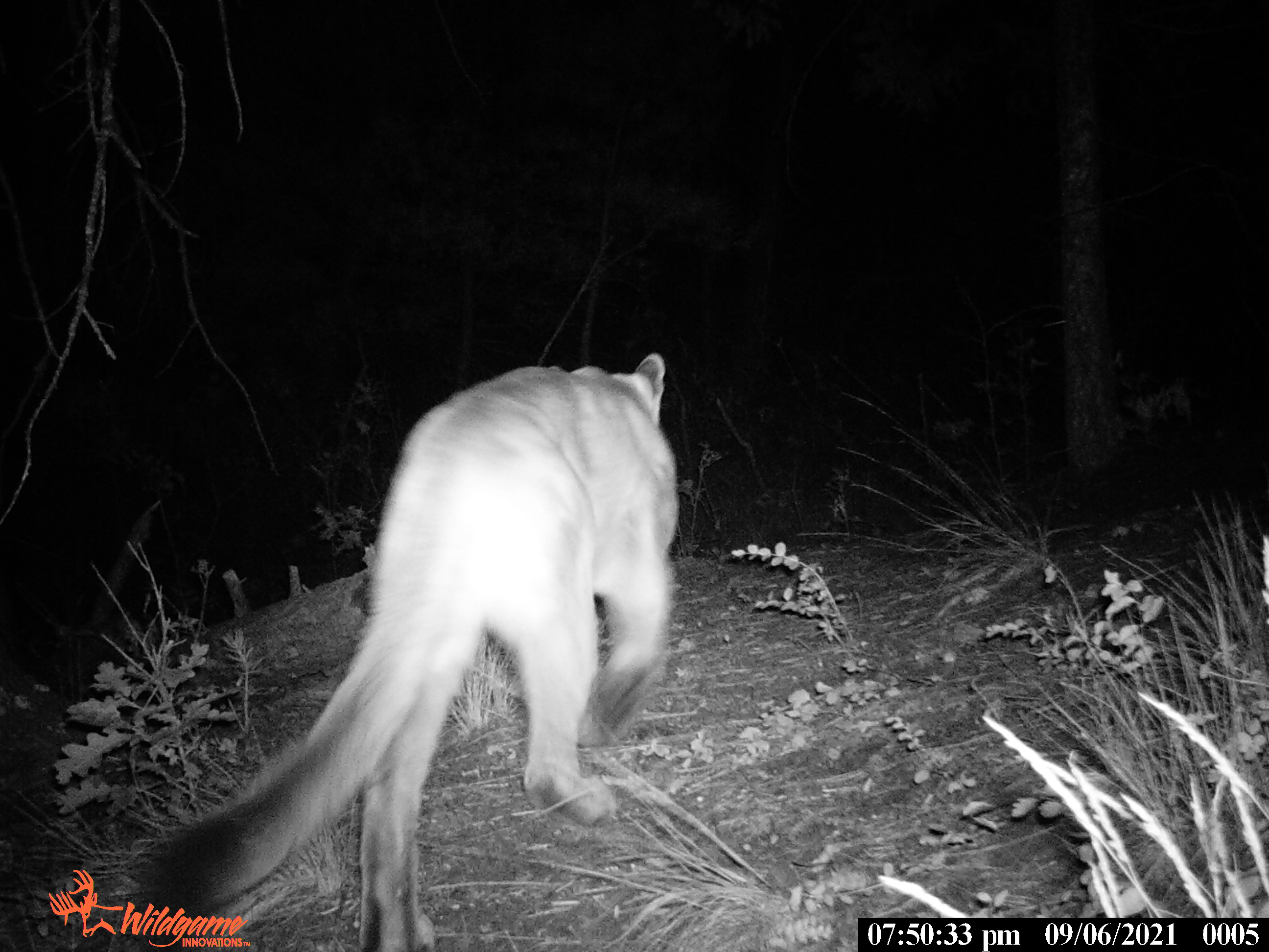 Southern Rockies Nature Blog: Blog Stew with Mountain Lion (Tastes like